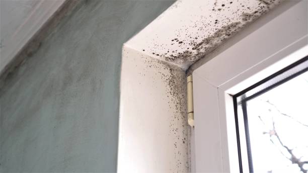 Best Commercial Mold Removal  in Coon Rapids, IA