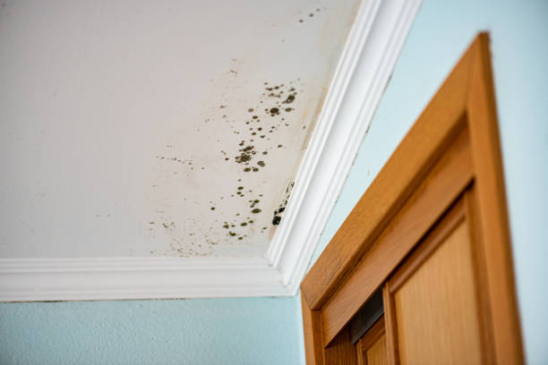 Best Mold Testing  in Coon Rapids, IA