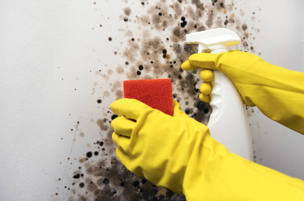 Best Mold Damage Repair  in Coon Rapids, IA