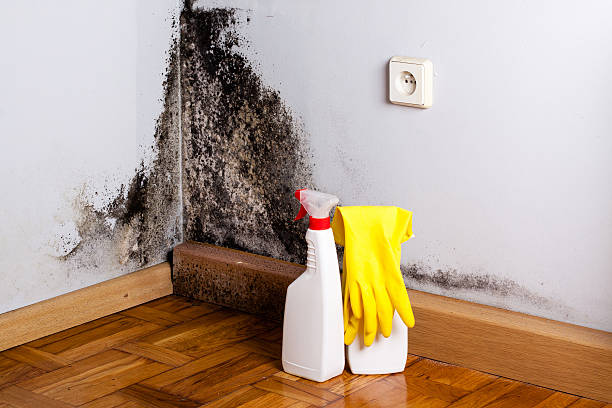 Reliable Coon Rapids, IA Mold Removal Solutions