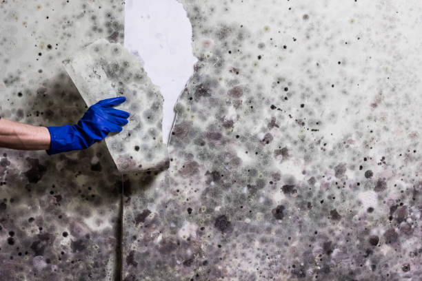 Best Crawl Space Mold Removal  in Coon Rapids, IA